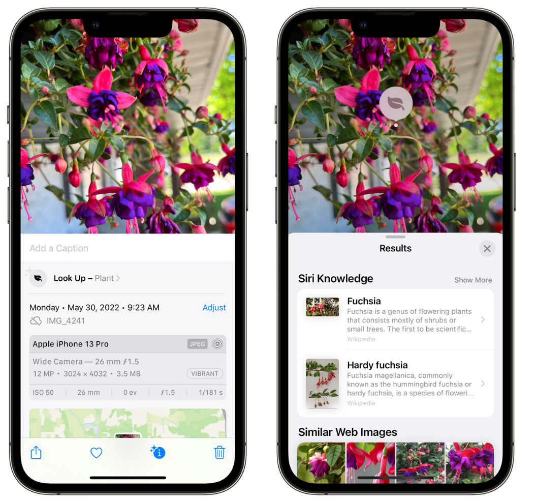 拉萨苹果手机维修分享小技巧：使用 iPhone 相机识别花卉植物 